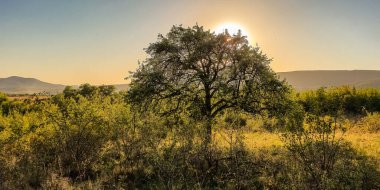 Gün batımında dağlarda kocaman yaşlı bir ağaç