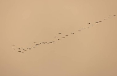 Sonbahar gökyüzündeki vinçlerin anahtarı