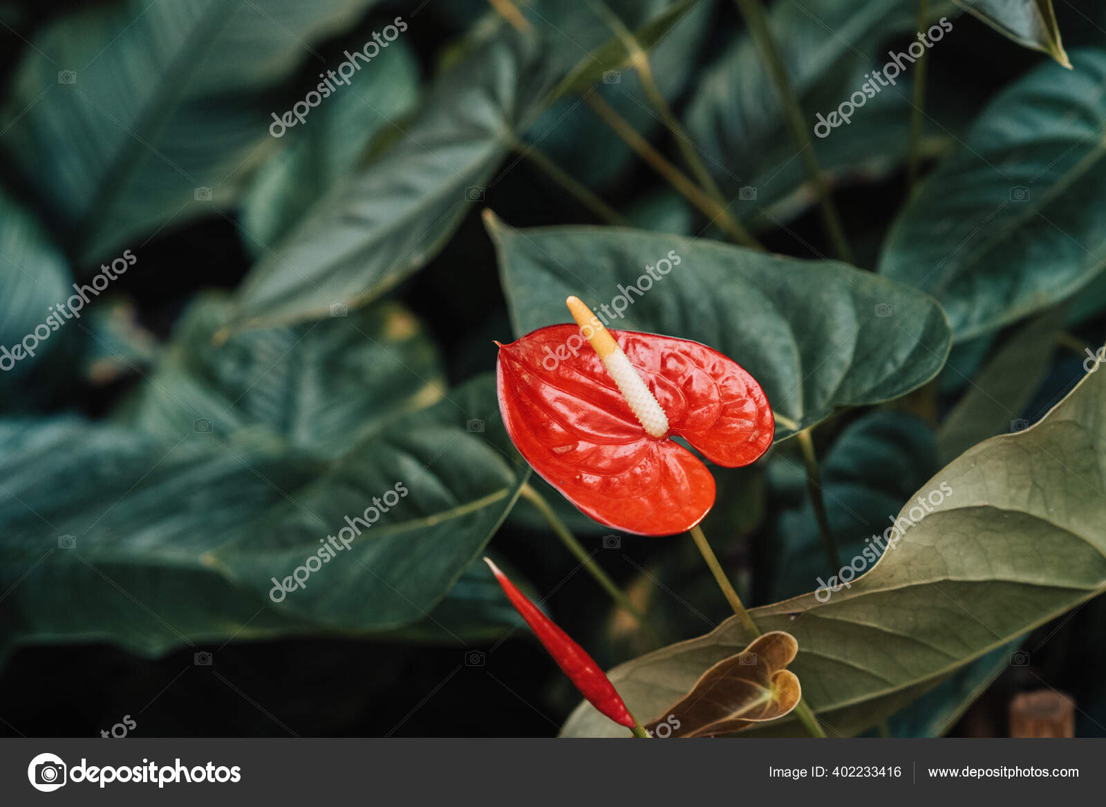 Fondo Tropical Con Flor Anturio Follaje Verde Oscuro: fotografía de stock ©  lazypandaworks #402233416 | Depositphotos