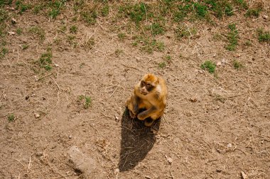 Kuru zeminde oturup gökyüzüne bakan bir Macak. Macaca maymunu kuraklık iklimine tepeden bakıyor. Küresel ısınma hayvanları acı çekiyor. Hindistan maymunu yalnız oturuyor..