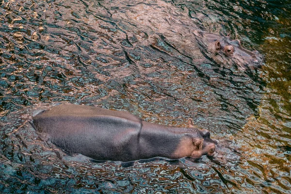 The common hippopotamus in muddy water. Two lurking hippopotamus couple. Ambushed pair of hippopotamus in africa national park.