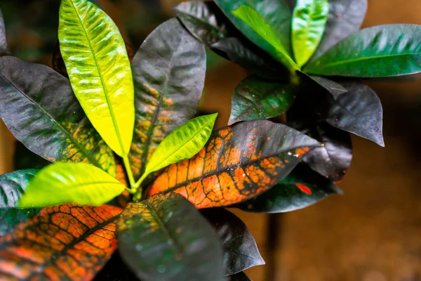 Tropische Plant Van Dichtbij Boven Kleurrijke Croton Iceton Bladeren Achtergrond — Stockfoto