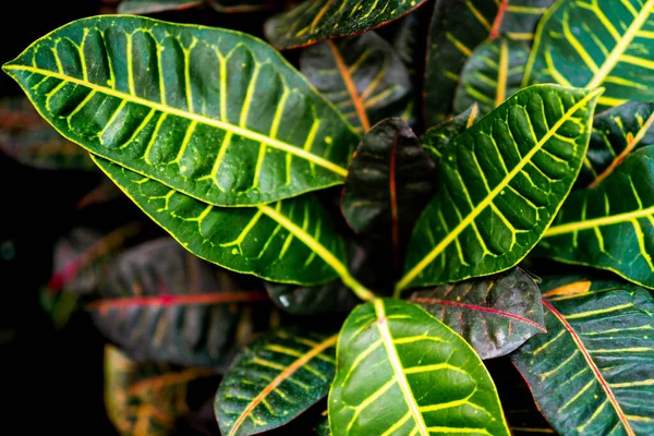 Tropische Exotische Planten Van Dichtbij Bovenaanzicht Kleurrijke Prachtige Croton Petra — Stockfoto