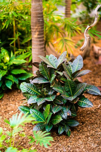 Tropische Jungle Groene Struik Croton Bush Zomertuin Planten Van Regenwouden — Stockfoto