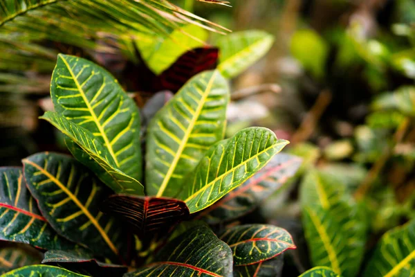 Tropische Exotische Planten Dicht Achtergrond Kleurrijke Prachtige Croton Petra Bladeren — Stockfoto