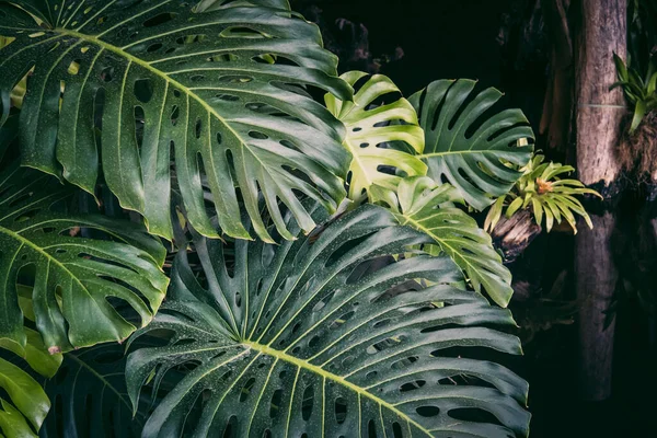 Grandes Hojas Monstera Sobre Fondo Tropical Follaje Siempreverde Selva Hoja — Foto de Stock