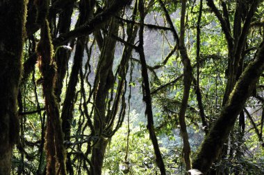 Lush vegetation of the Peruvian Amazon rainforest clipart