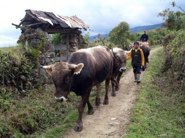 Leymebamba kenti yakınlarındaki kırsal bir yoldan geçen inekler ve boğalar