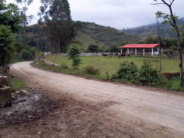 Vacas Establo Lado Camino Rural Cerca Ciudad Leymebamba —  Fotos de Stock