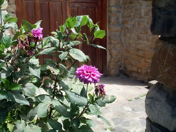 Naturliga Blommor Som Växer Spontant Vid Portarna Till Huvudkyrkan Leymebamba — Stockfoto