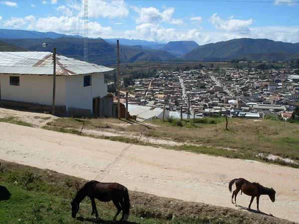 Caballos Una Carretera Rural Barrio Toribio Mogrovejo Vista Las Colinas —  Fotos de Stock