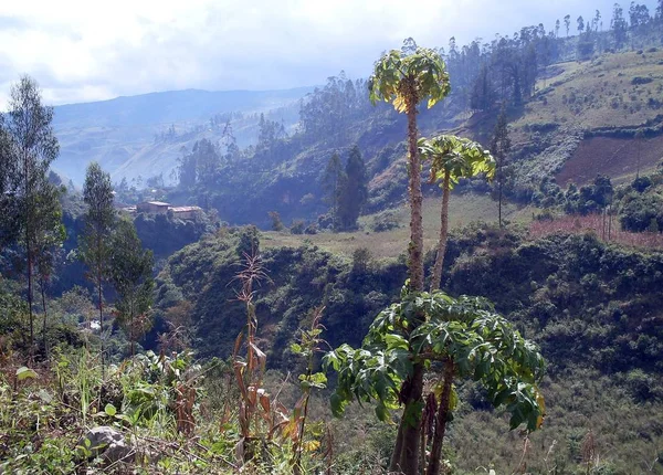 莱梅班巴市周围丘陵景观 茂密的植被森林 — 图库照片