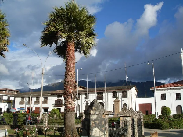 Chachapoyas Arms Square Día Nublado Primer Plano Una Palmera — Foto de Stock