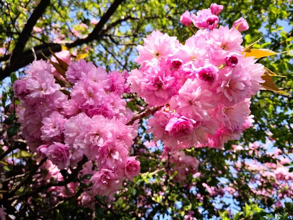 Güzel Pembe Kiraz Çiçeği Kapanışı