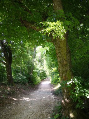 Ormandaki Güneşli Yol