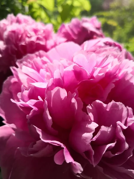Güzel pembe şakayık. Yakın çekim.