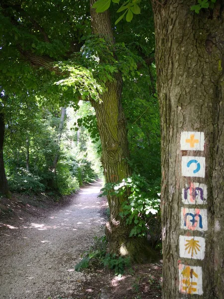 Ormanda Turist İşaretli Güneşli Yol