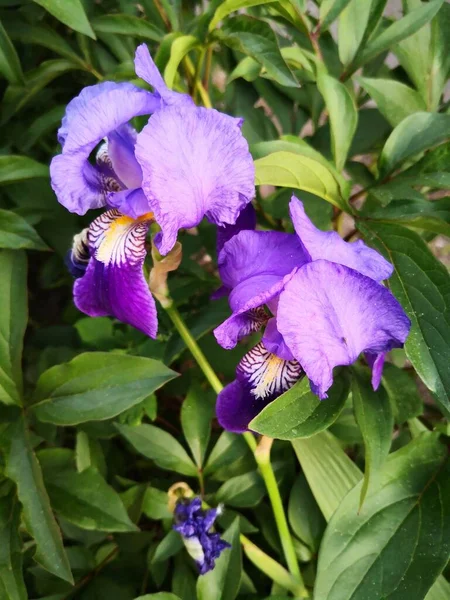 Frumos Purple Iris Flori Closeup — Fotografie, imagine de stoc