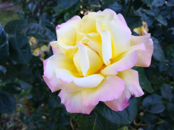 Rose Jaune Dans Jardin — Photo