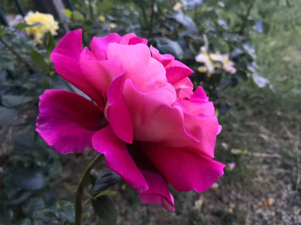 Bahçedeki Güzel Pembe Gül