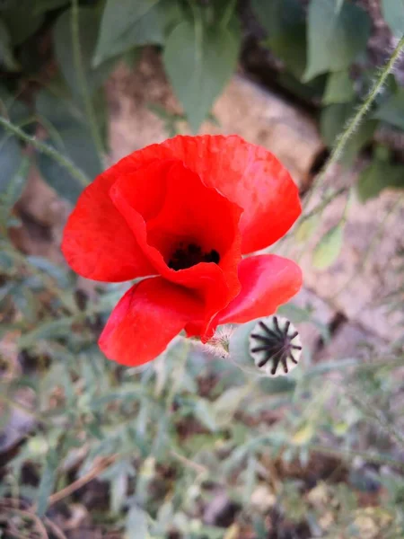 Kırmızı haşhaş tarlada