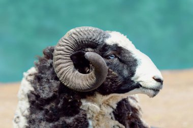 Bir sulama yerinde İskoç kuzu portre, kıvırcık, siyah ve beyaz