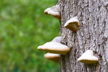 Forrest ağaç üzerinde birçok mantar