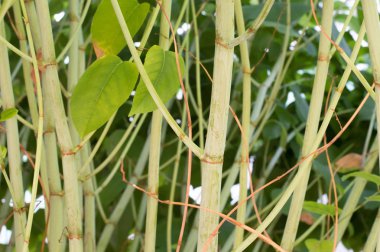 Yeşil ormanda bitki gövdeleri