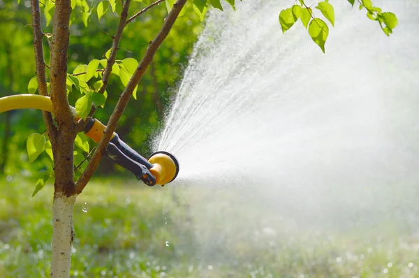 Watering the lawn with water from a hose