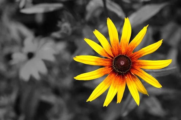 Unique bright flower on a black and white background