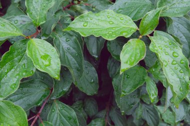 bir ağacın yeşil yapraklarında yağmur damlaları. Yağmurdan sonra