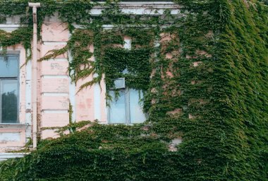 evin pencereleri yeşillik ile büyümüş