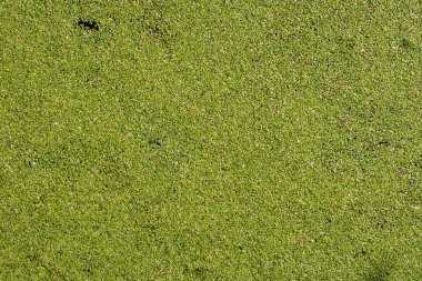 Ortak duckweed, küçük duckweed su tatlı su bitki, üst görünümü