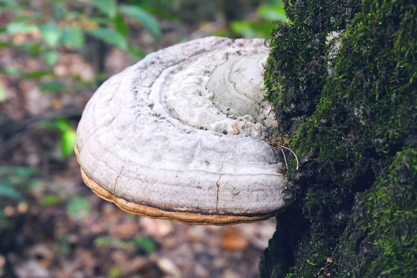森林中的苔藓树的枫树蘑菇 — 图库照片
