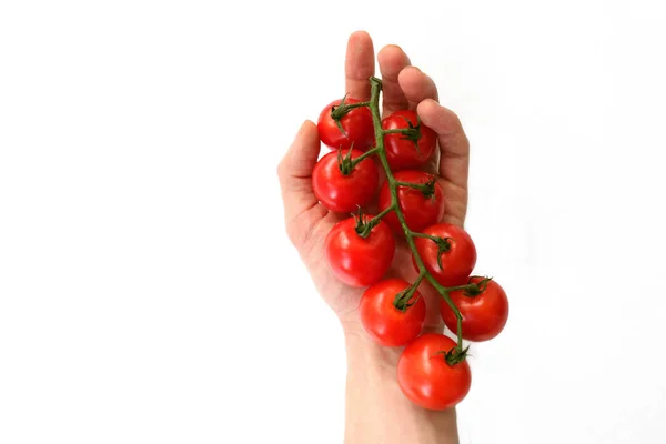 Tomates Cereja Vermelho Mão Isolado Fundo Branco — Fotografia de Stock