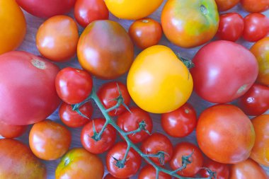 birçok farklı domates seti. Kiraz, pembe, sarı, kırmızı
