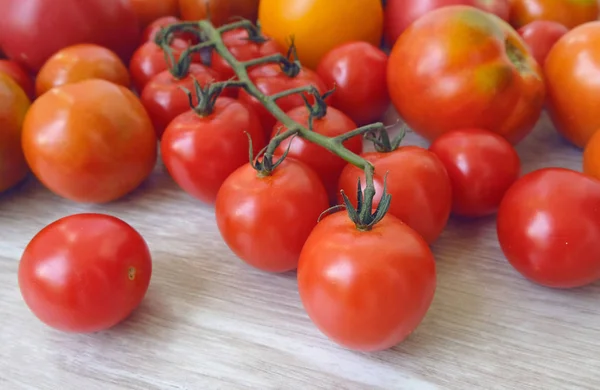 토마토의 옐로우 — 스톡 사진