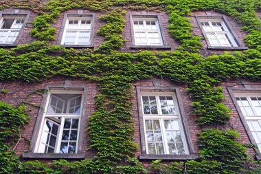 duvarlar, pencereler, yeşillik ile büyümüş bir evin