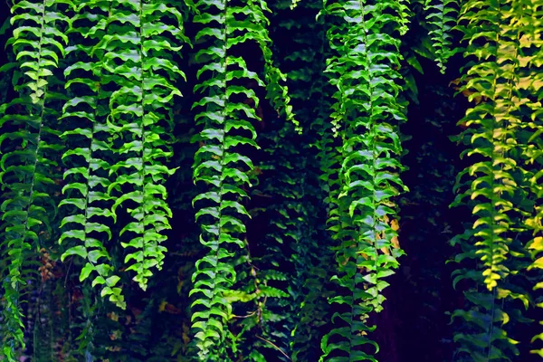 Polypodiophyta で生い茂る暗い森 自然の草の背景 熱帯の雨林でシダの緑の葉 平置きだ自然の背景 谷のユリの葉のクローズアップ — ストック写真