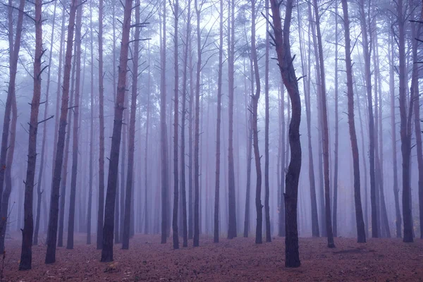 Jesienny Mglisty Las Drzewo Mgle — Zdjęcie stockowe