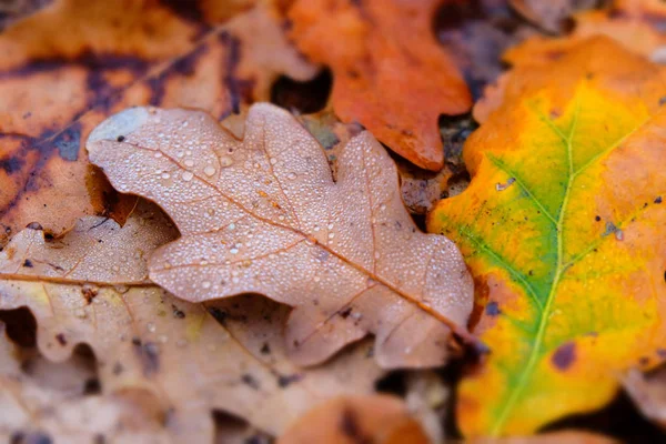 Umgestürzte Eichenblätter Mit Wassertropfen Wald Herbststimmung — Stockfoto