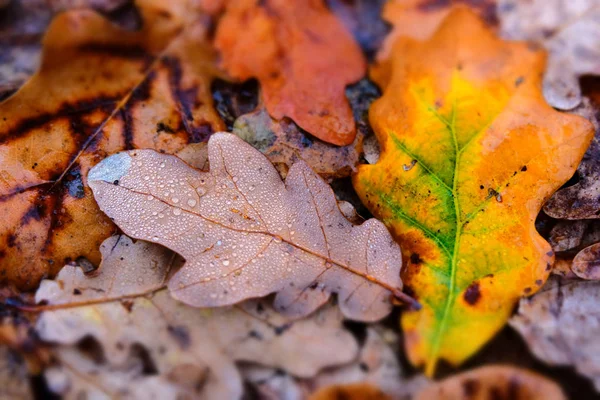 Umgestürzte Eichenblätter Mit Wassertropfen Wald Herbststimmung — Stockfoto