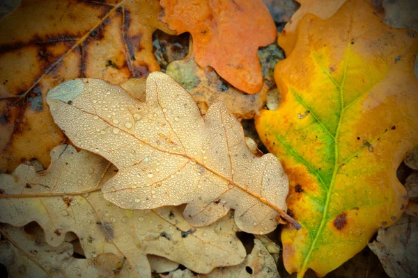 Umgestürzte Eichenblätter Mit Wassertropfen Wald Herbststimmung — Stockfoto