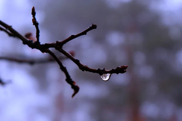 Bir Ağaç Dalına Yağmur Damlası Telifsiz Stok Fotoğraflar