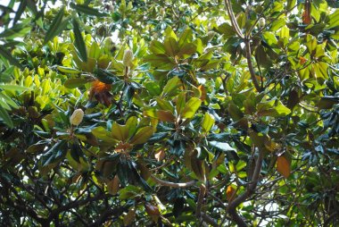 Akdeniz ağacının meyveleri