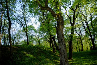 Doğu Avrupa'da yeşil bir ormanın ağaç tepelerinde