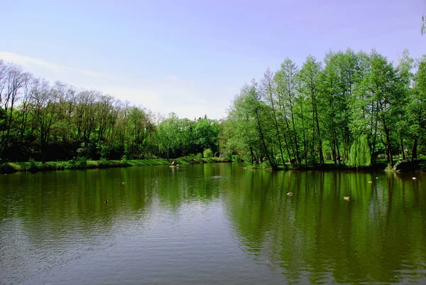 Ormandaki yeşil ağaçlarla çevrili nehir