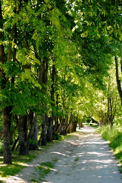 Güneşlerle aydınlatılan orman yolu