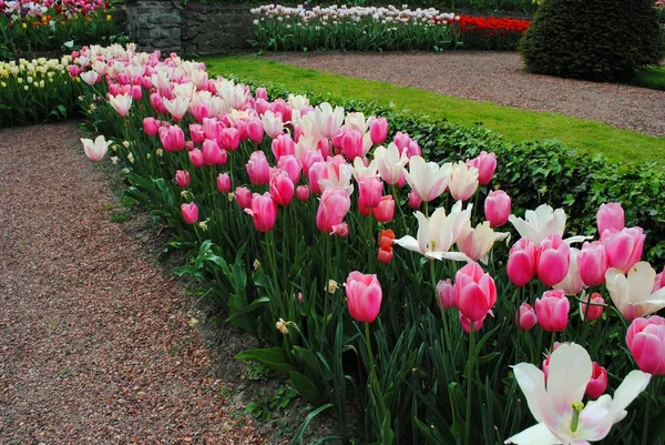 Hollanda çiçek parkında pembe terry lale ile Glade