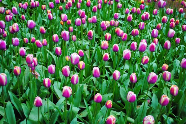 Hollanda Çiçek Parkında Leylak Lale Ile Glade — Stok fotoğraf